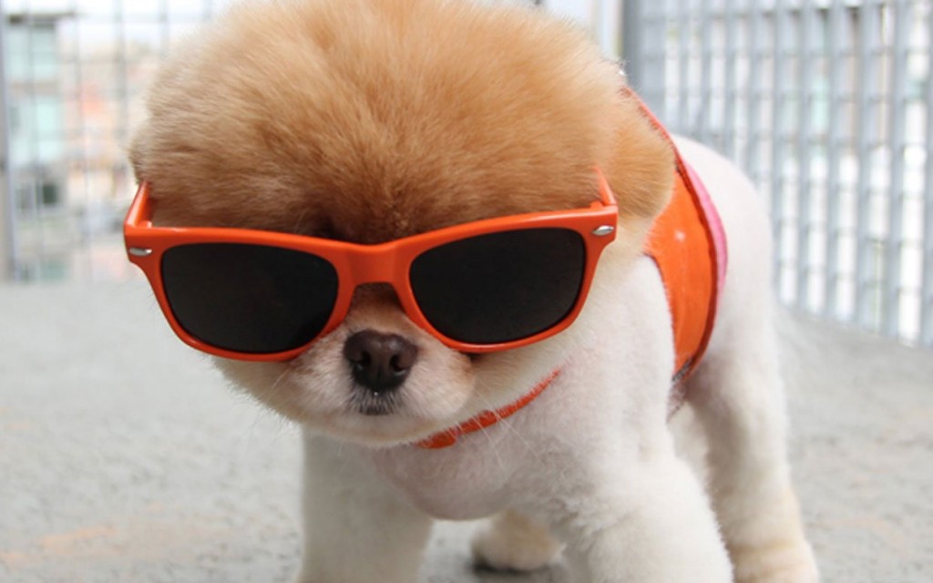 dailycute-dog-sunglasses-ftr