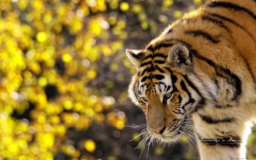 beautiful_tiger-wide