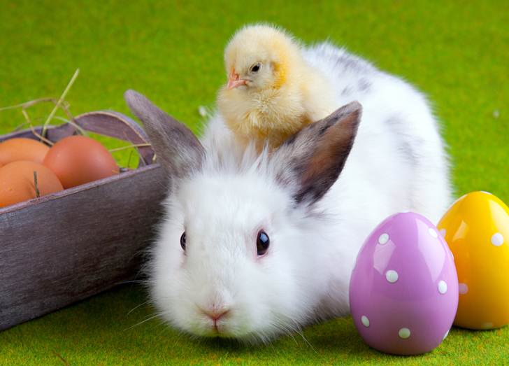 Do-not-buy-Bunnies-or-Chicks-this-Easter
