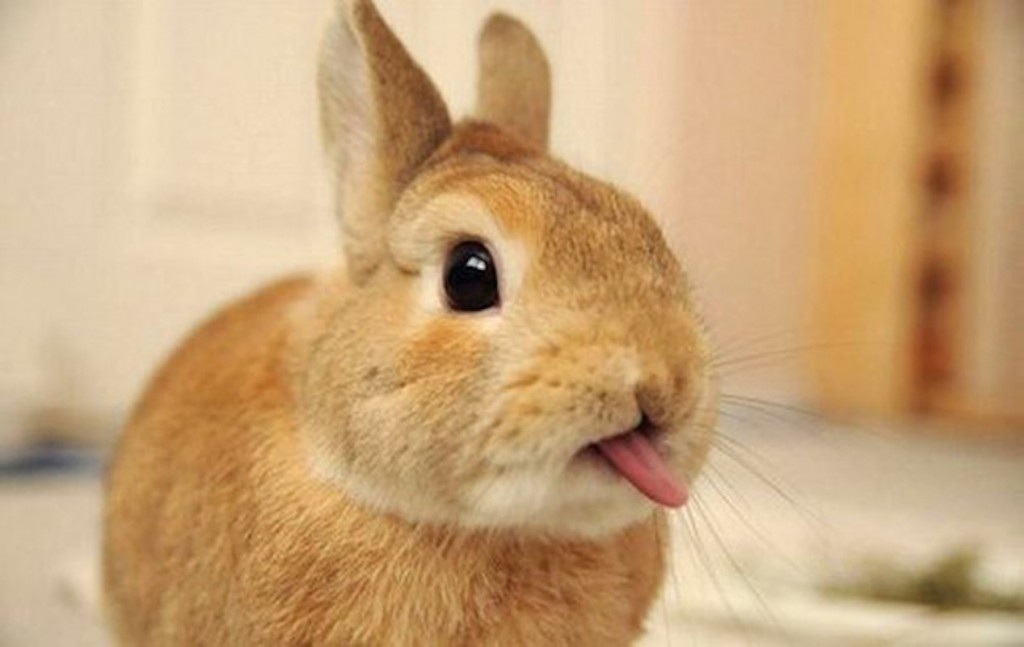 cute-bunnies-tongues-6