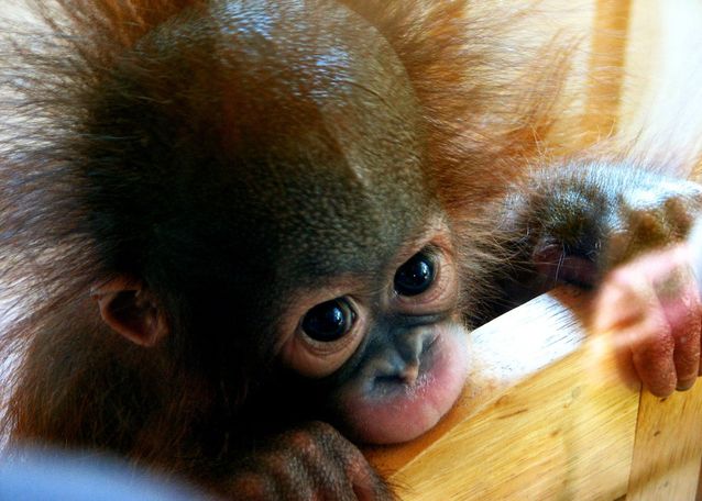 baby-orangutan.jpg.638x0_q80_crop-smart