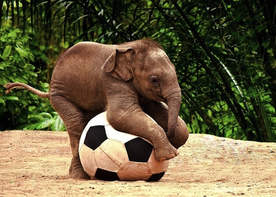 funny-animals-playing-soccer-football-006