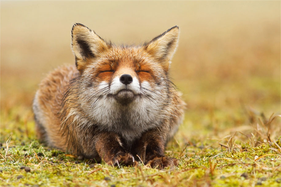 happy-relaxed-animals-zen-foxes-roeselien-raimond-netherlands-9
