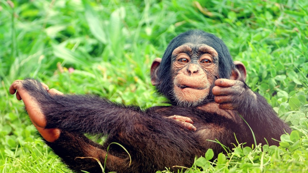 Resting-Baby-Monkey-Image