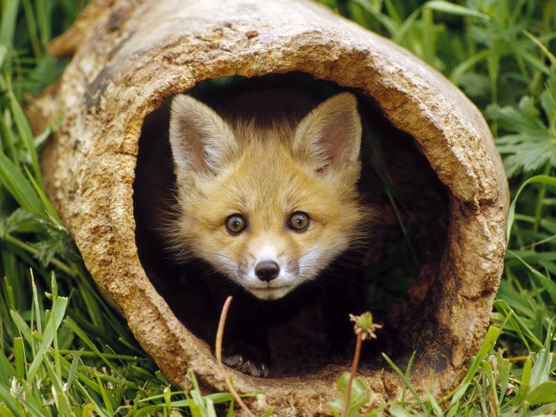 little-fox-peek-a-boo-big