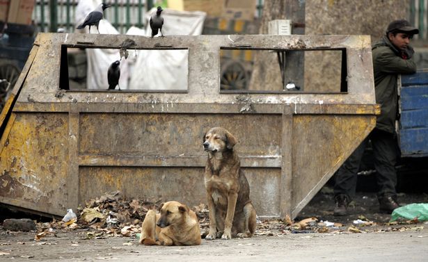 Stray-dogs-sit-in-front-of-a-waste-bin