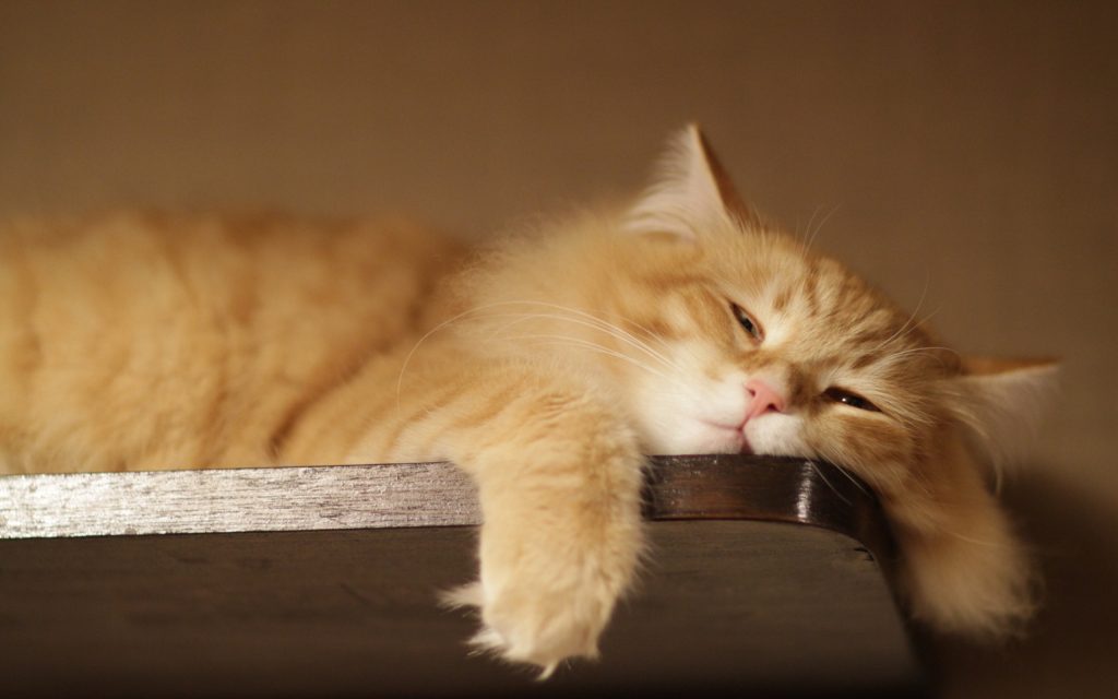 lazy-cat