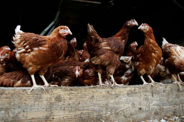 poultry-farmer-raises-battery-chickens-amid-bird-flu-scare