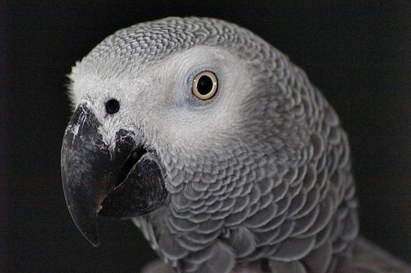 a99933_agp-african-grey-parrot-pet-head-by-peter-f
