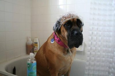 dog-in-shower-cap-bath-sad-face-funny