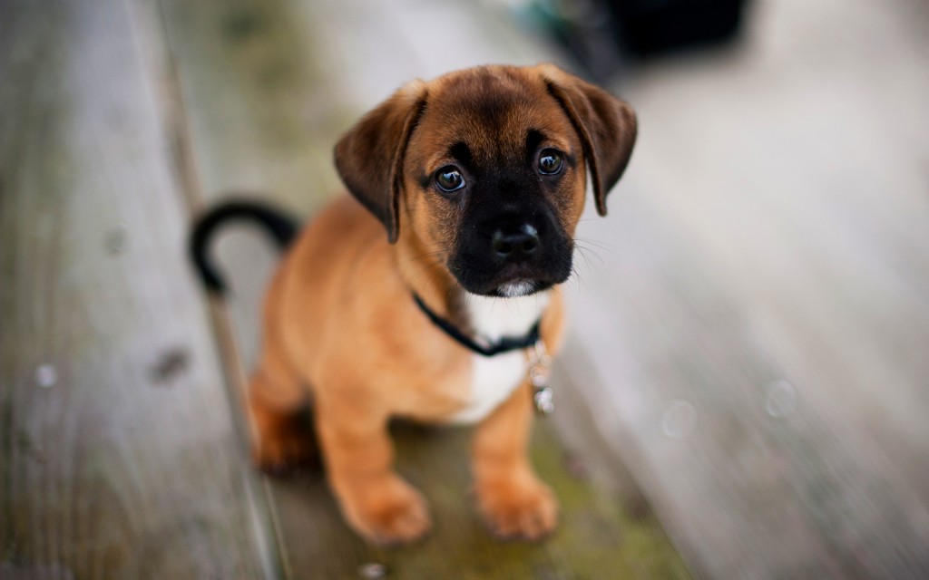 cute-dog-pup (1)