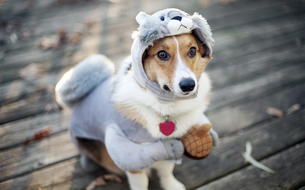 Funny-Dog-Costumes