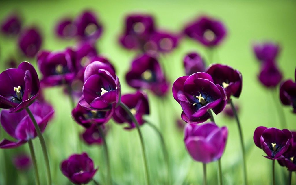 flower-wallpaper-tulip-tulips-flowers-flower-flowers-beauty-beautiful-flowers