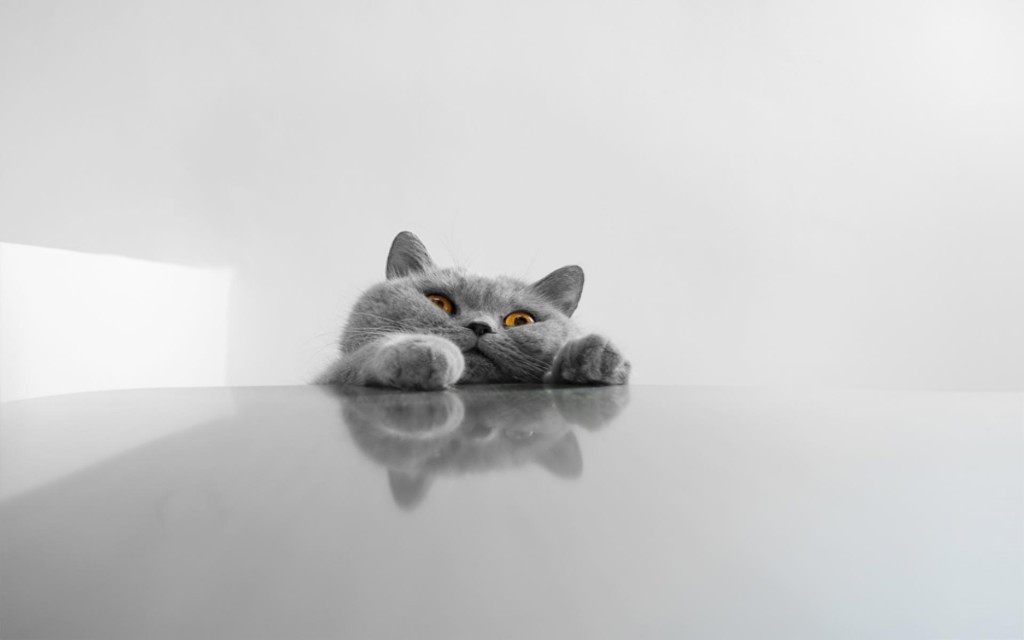 funny-cat-background-image-hd-wallpapers