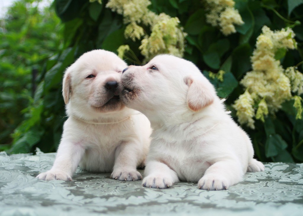 sweet-kiss-dogs