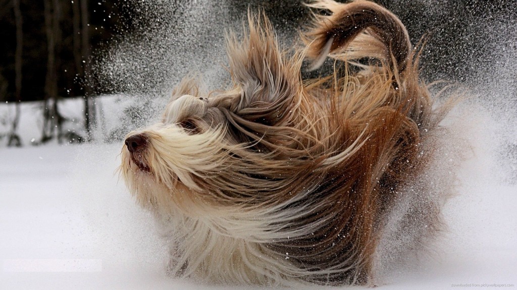 dog-having-fun-in-the-snow