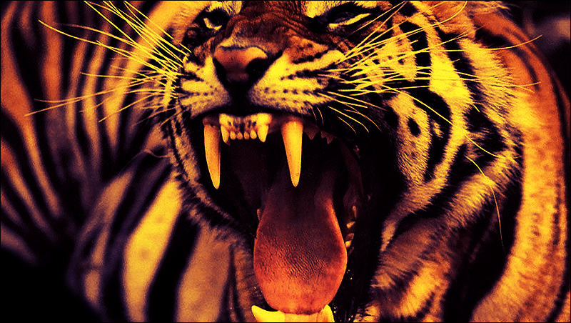 angry_tiger_by_adyd