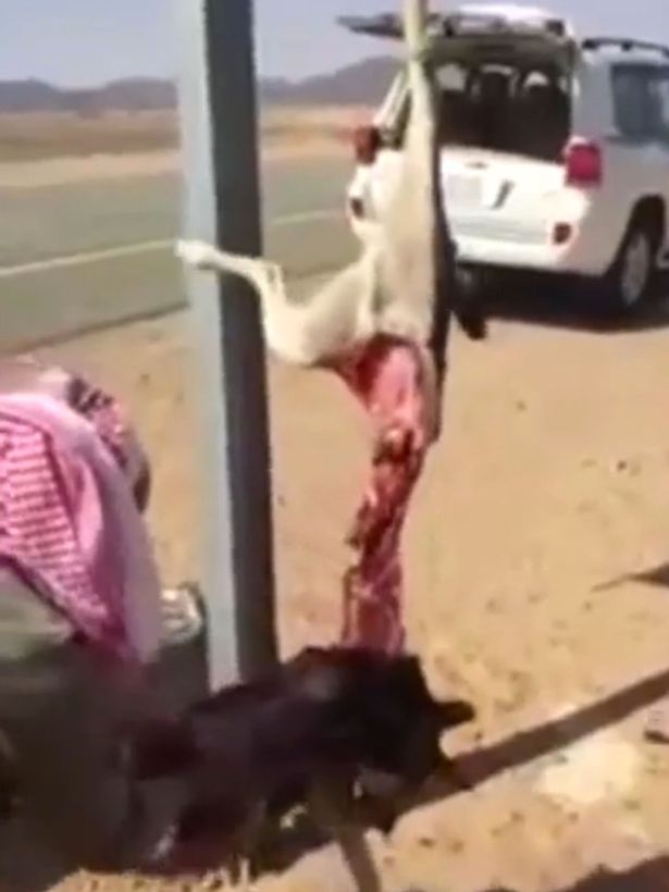 Saudi-men-butcher-wolf-and-eat-it-raw-on-roadside