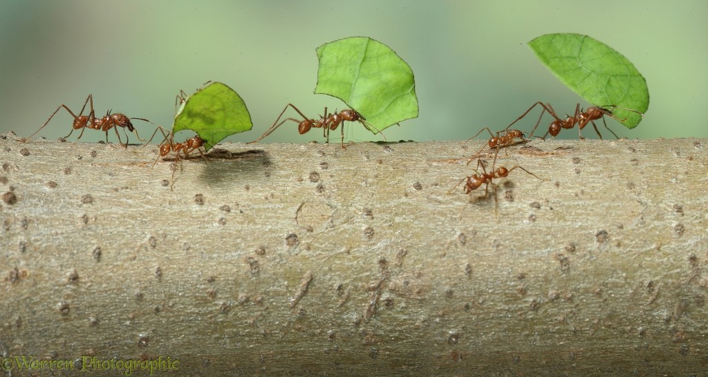 Leaf-cutting ants or Bachacs (Atta cephalotes) carrying leaf sections back to the nest