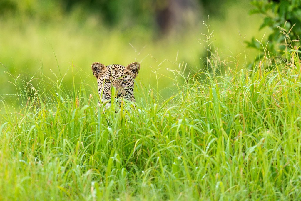 leopard-grass-nature-wild-Africa-green-animals-photo-wallpaper