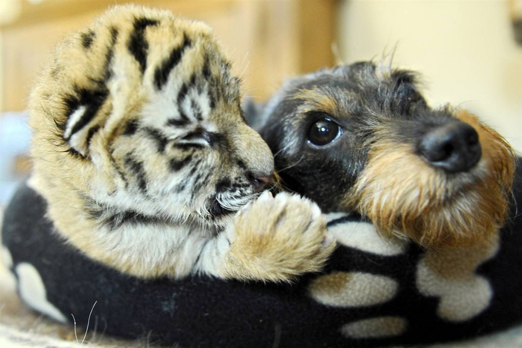 young-tiger-and-terrier-dog-are-friends