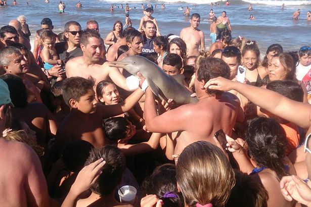 PAY-dolphin-carried-around-by-tourists