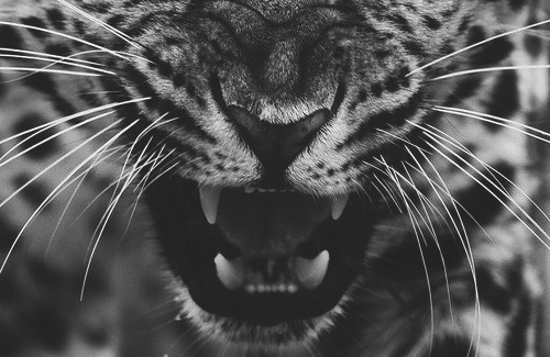 animal-black-and-white-grr-mouth-Favim.com-802348