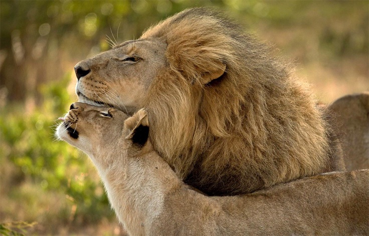lions-in-love