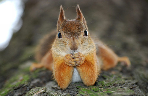 20110715123759_cute_animals_pictures_sweet_animals_photos_squirrel (1)