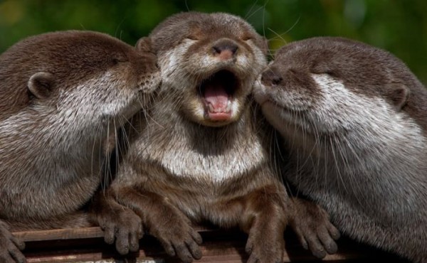 cute-animals-happy-otters-playing-together-pics-600x370