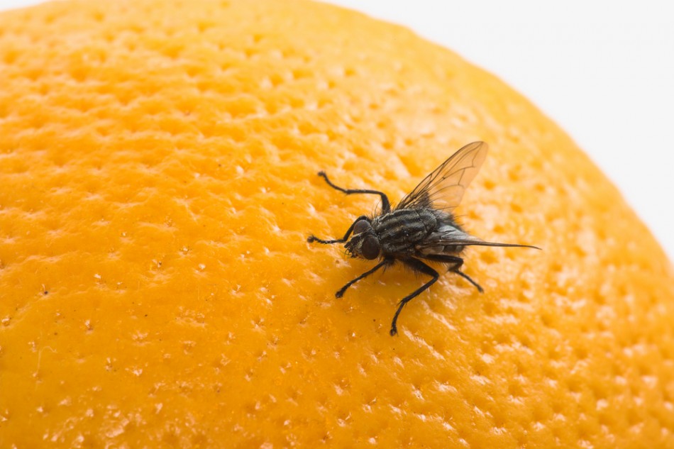 5548-fruit-fly-on-an-orange
