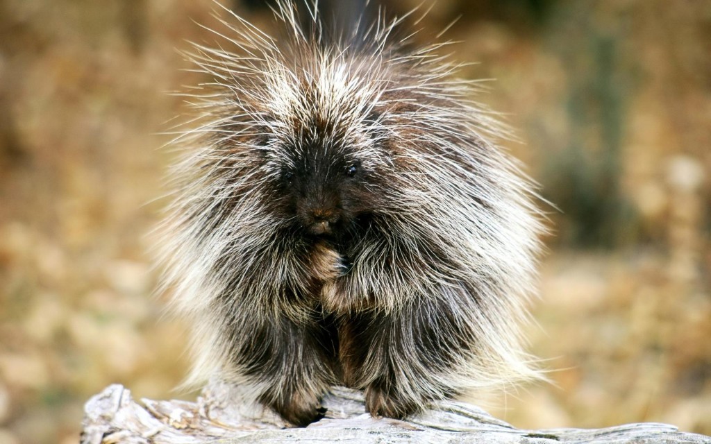 Baby_Porcupine_Exotic_Animals_hd_wallpaper