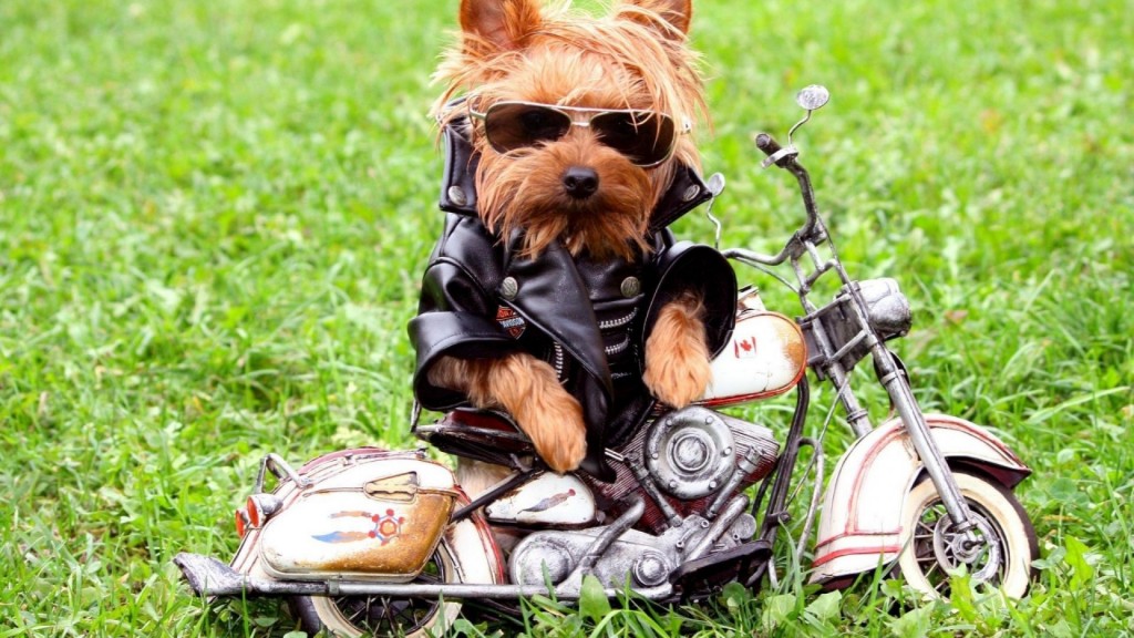 Funny-Dog-On-The-Motorcycle-Wallpaper-HD-free-for-desktop
