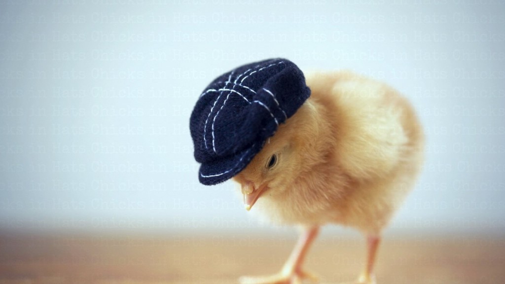 birds-new-fashion-chickens-easter-spring-hat-chicken-cute-bird-pasari-wallpaper-background-free-1366x768