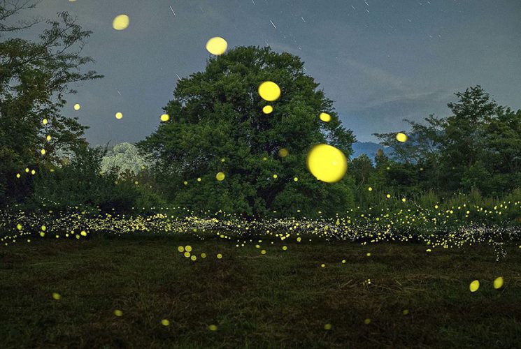 fireflies-long-exposure-photography-2016-japan-15