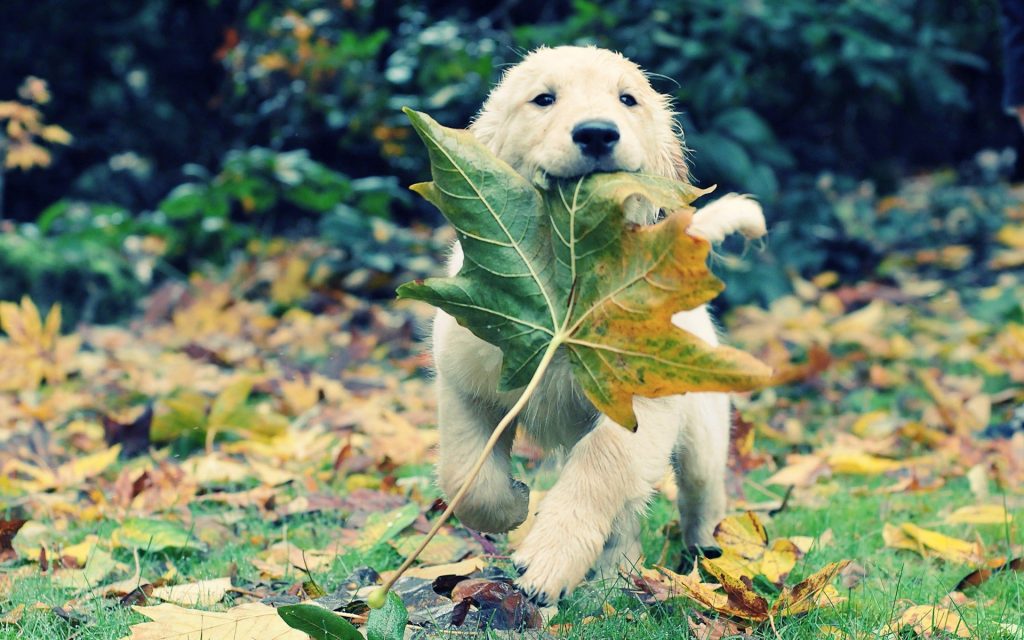 golden-retriever-dog-leaf-autumn-1