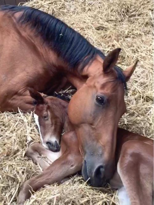 horse_who_lost_baby_adopts_orphan_foal_1