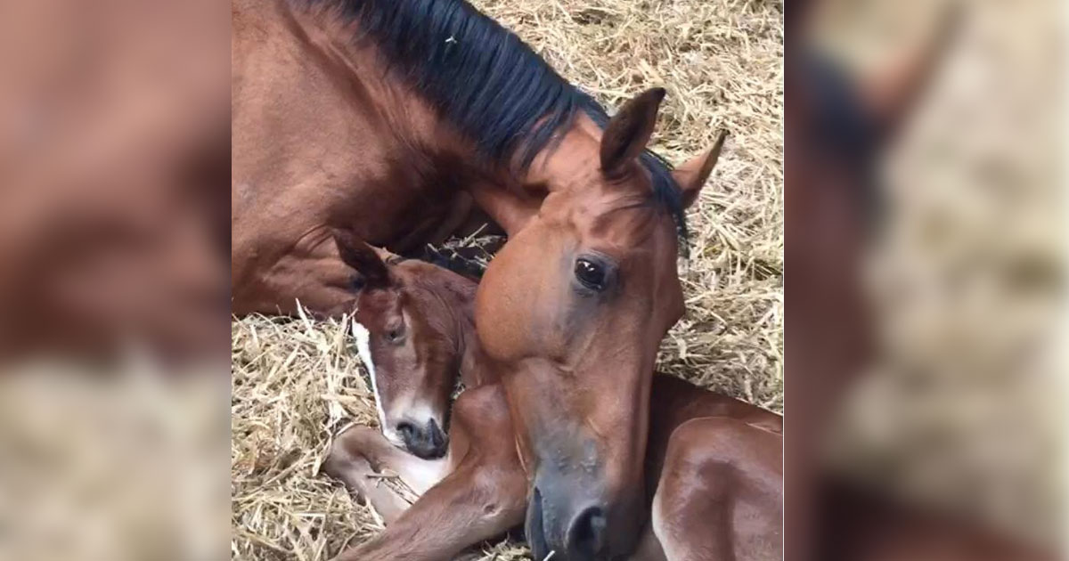 horse_who_lost_baby_adopts_orphan_foal_featured