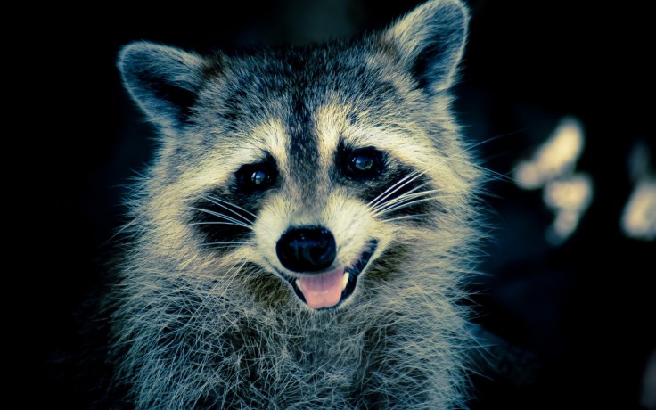 other-raccoon-tongue-white-pink-raccoonface-animal-smile-happy-black-mood-animale-ratoon-wallpaper-for-desktop-736x460