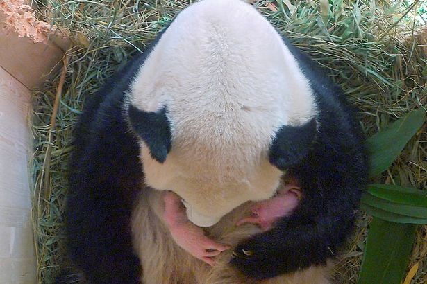 Giant-panda-Yang-Yang-and-her-twin-cubs