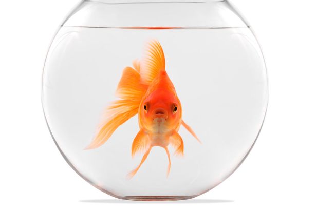 Goldfish-floating-in-bowl-on-a-white-background