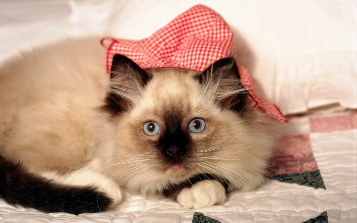 cats-cat-cover-big-hides-shy-timid-eyes-siamese-high-quality-picture-736x460