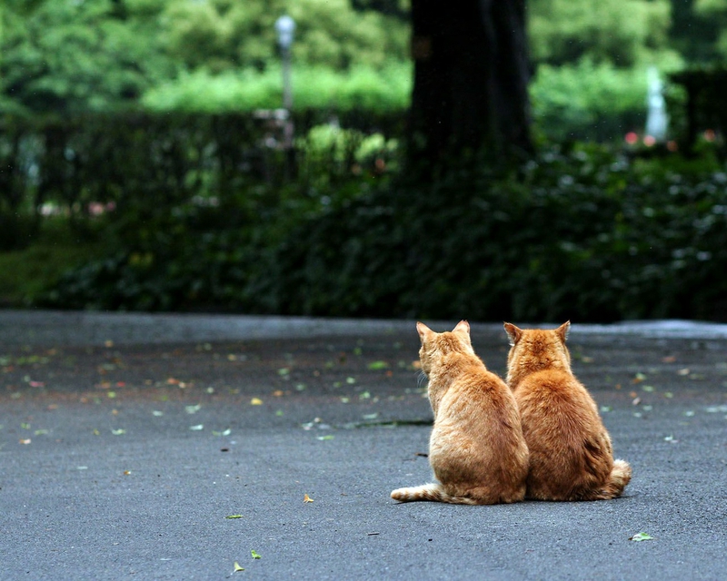red_tabby_two_buddies_1280_1024-1280x1024