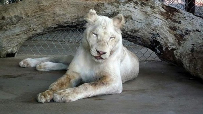 rescue-lions-love-kahn-sheila-in-sync-exotics-1