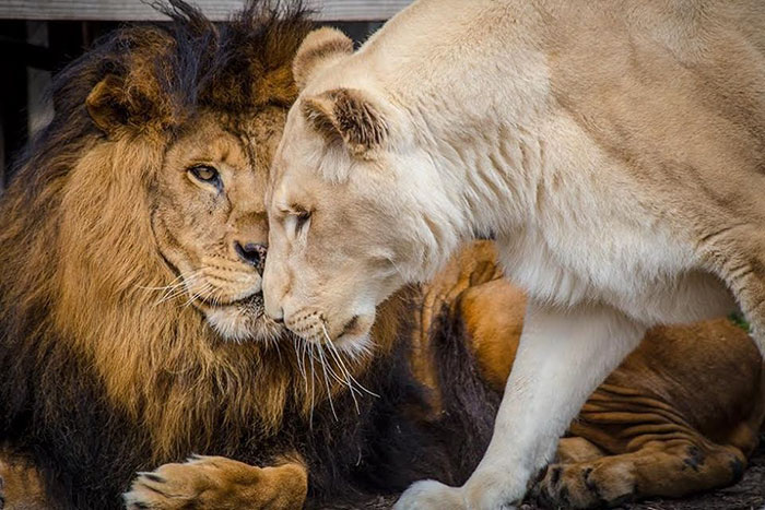 rescue-lions-love-kahn-sheila-in-sync-exotics-14