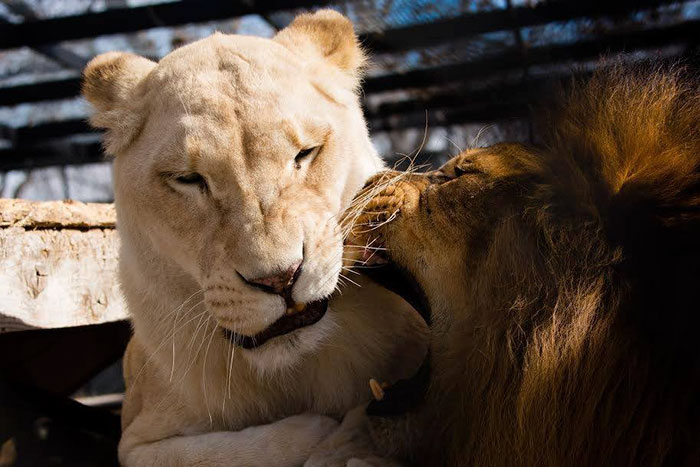 rescue-lions-love-kahn-sheila-in-sync-exotics-16