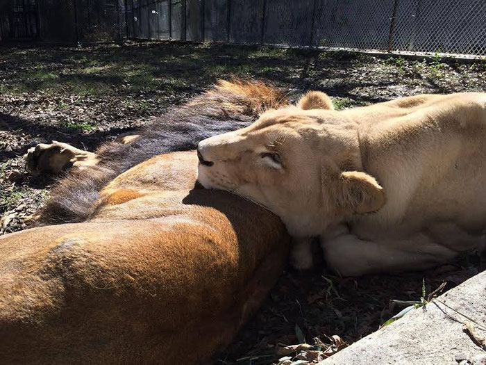 rescue-lions-love-kahn-sheila-in-sync-exotics-17