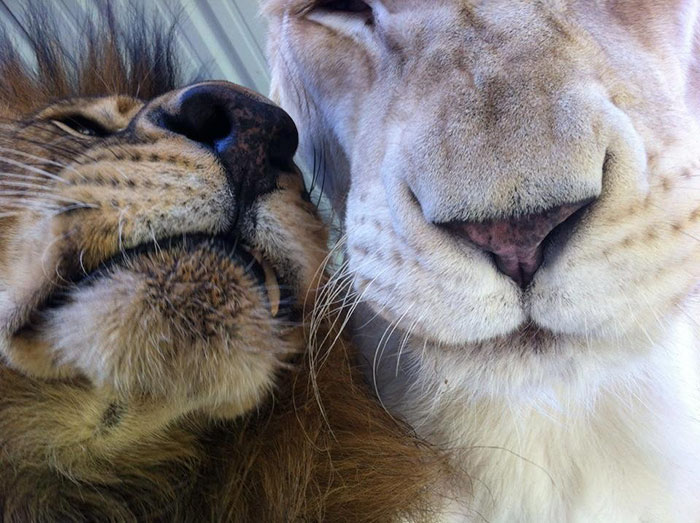 rescue-lions-love-kahn-sheila-in-sync-exotics-19