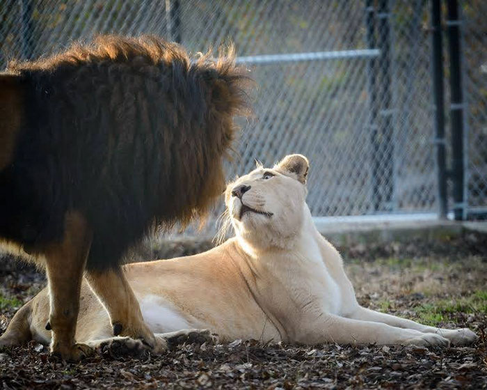 rescue-lions-love-kahn-sheila-in-sync-exotics-22