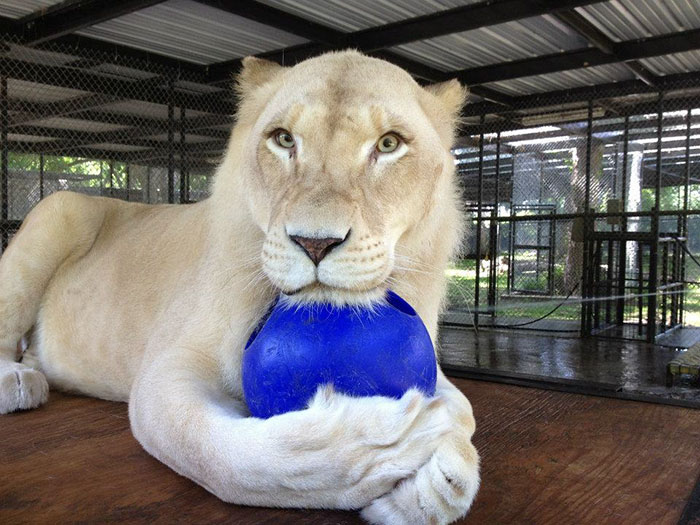 rescue-lions-love-kahn-sheila-in-sync-exotics-8